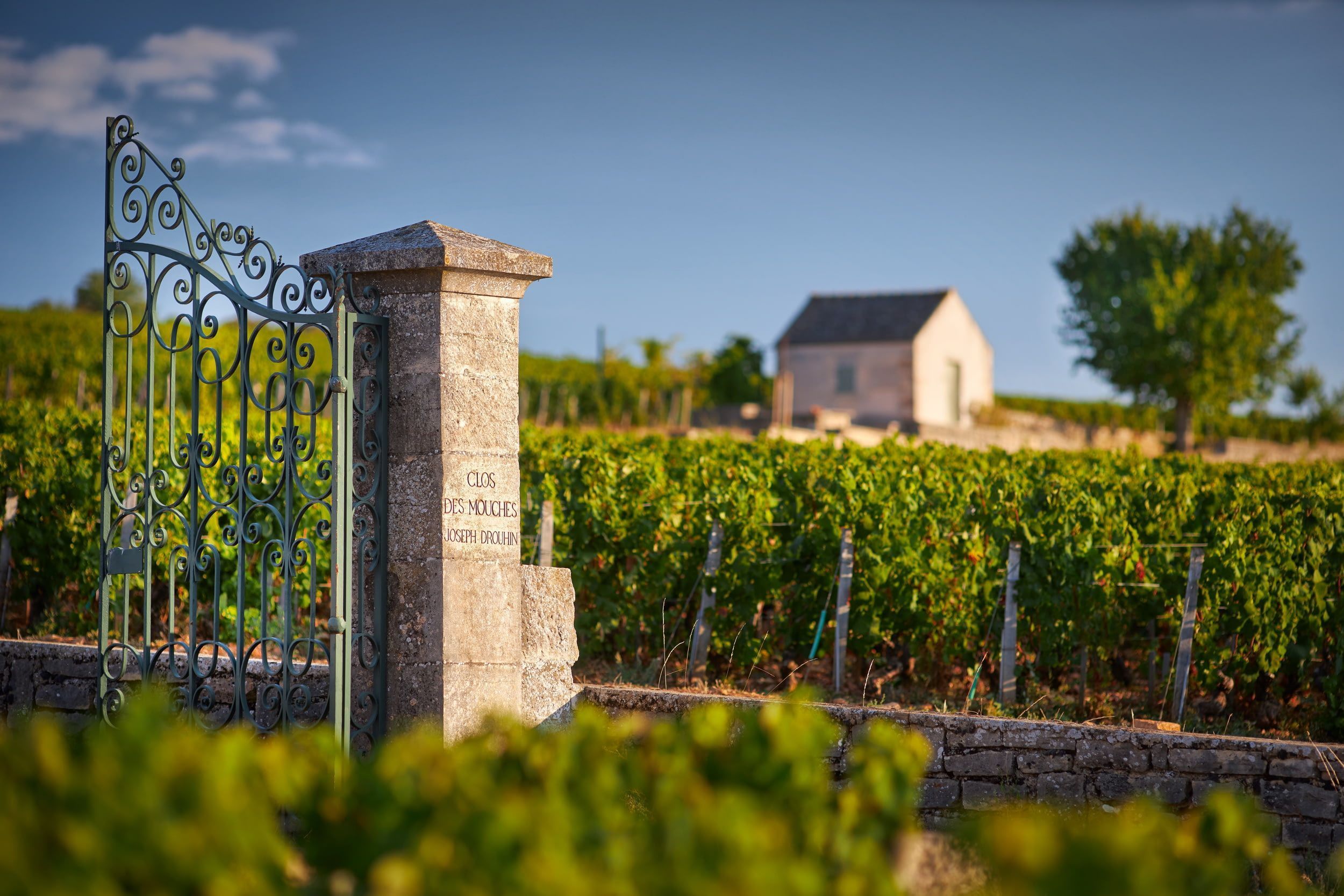 Clos des Mouches, pertencente à Maison Joseph Drouhin em Beaune, França
