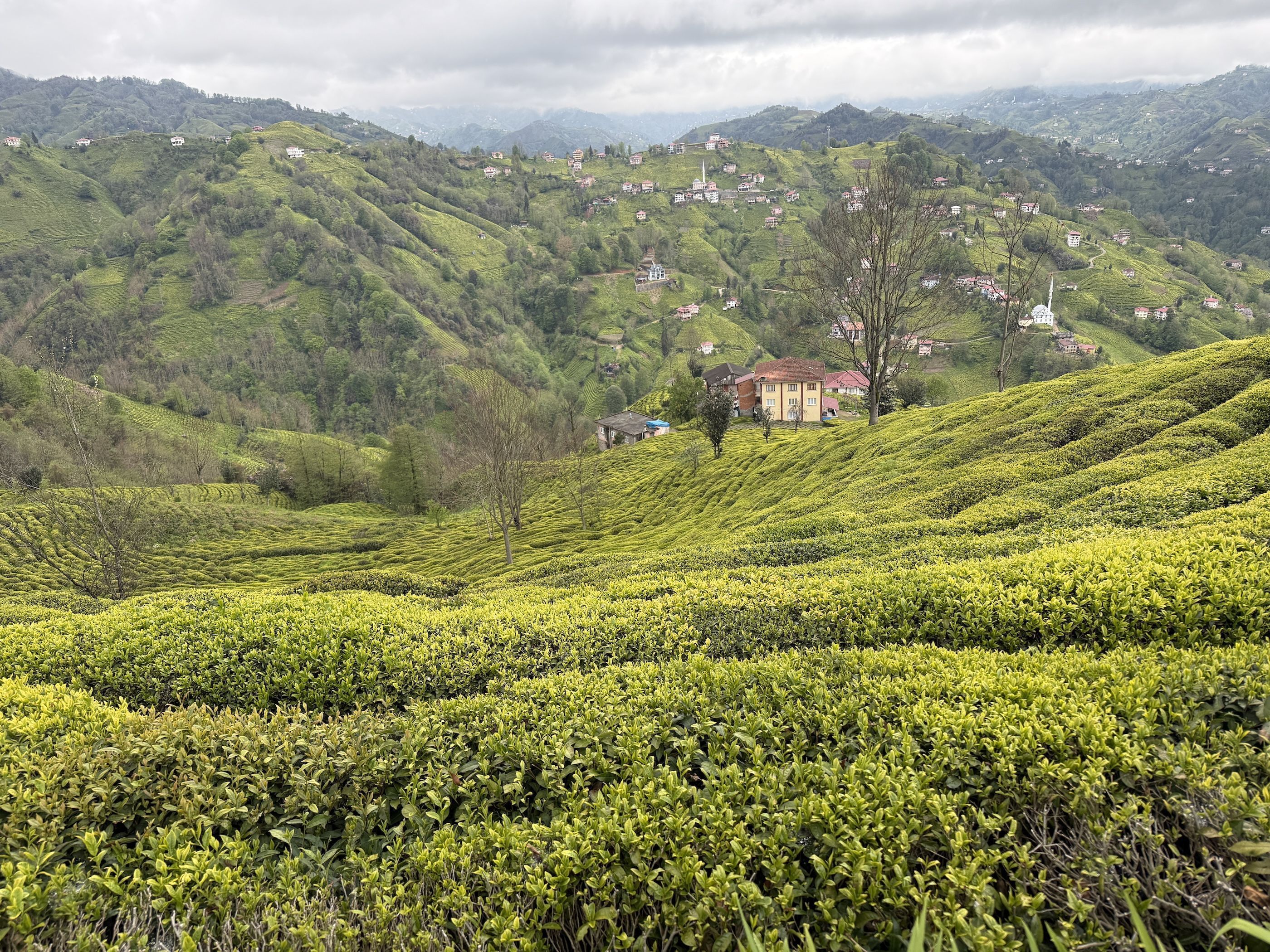 Pouco conhecida entre os brasileiros, a região de Rize merece entrar no roteiro por reunir paisagens exuberantes, ser a capital do chá turco e revelar uma das faces mais autênticas do país