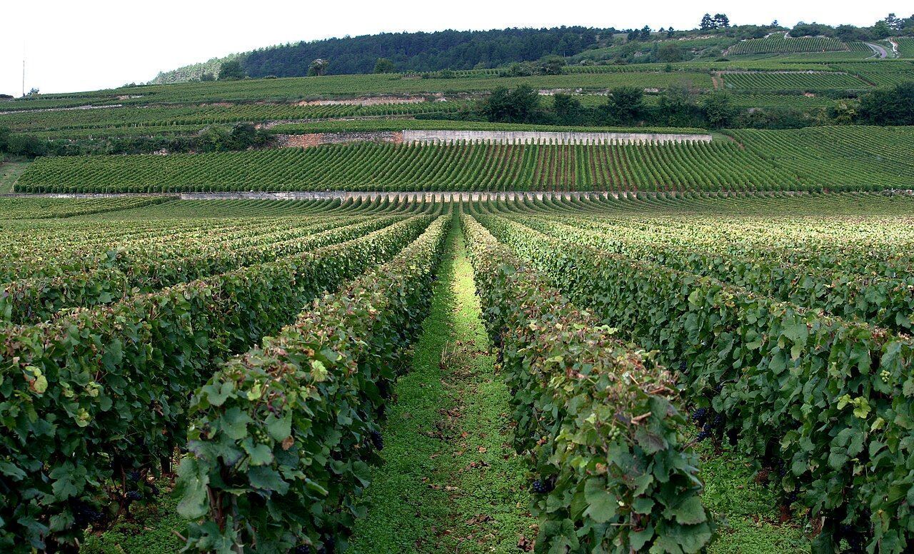Vinhedo em Côte de Beaune, na Borgonha • Megan Mallen/Wikimedia Commons/CC BY 2.0