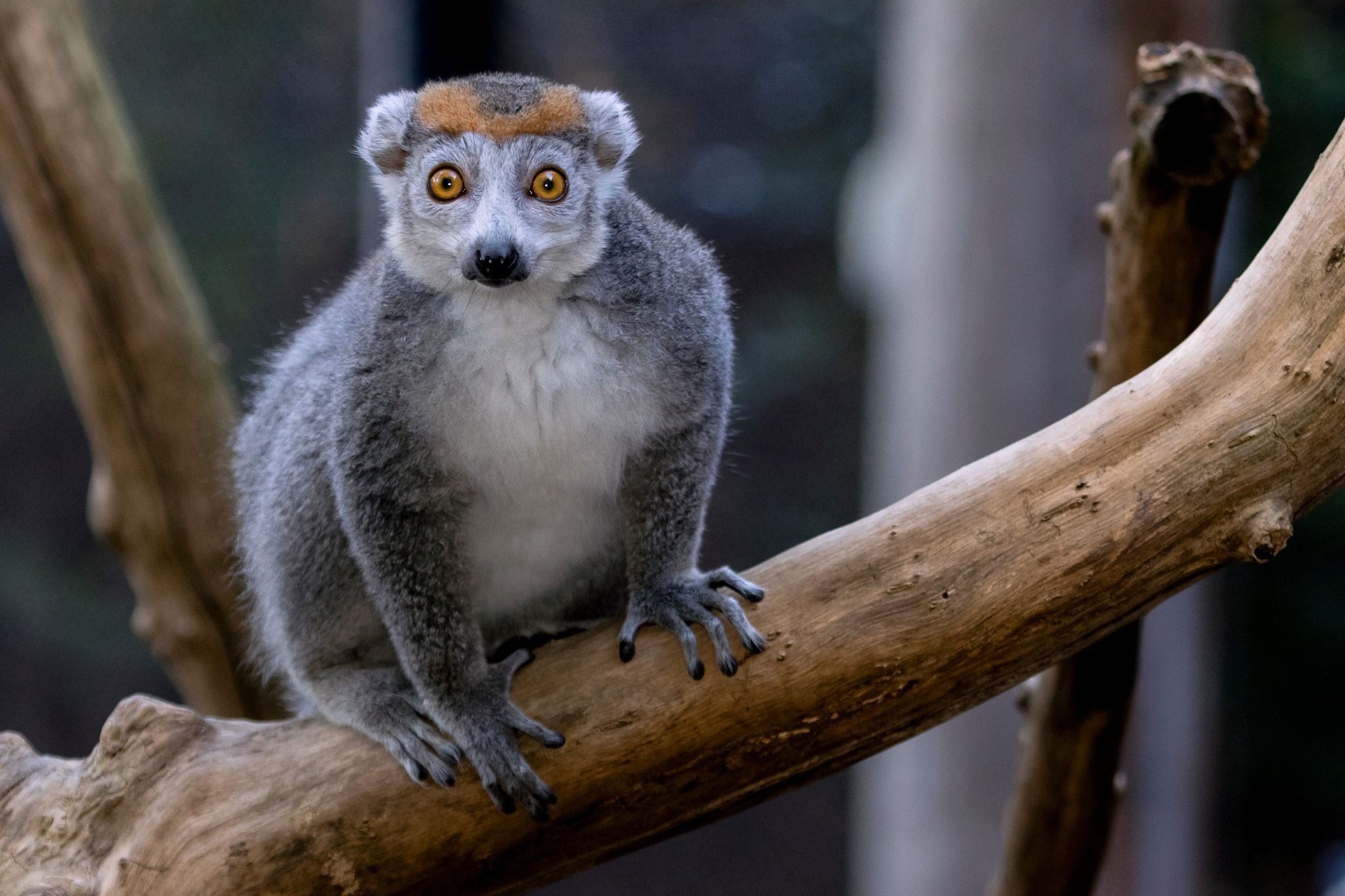 Zoo Atlanta é um dos zoológicos mais tradicionais dos EUA • Cortesia do Zoo Atlanta