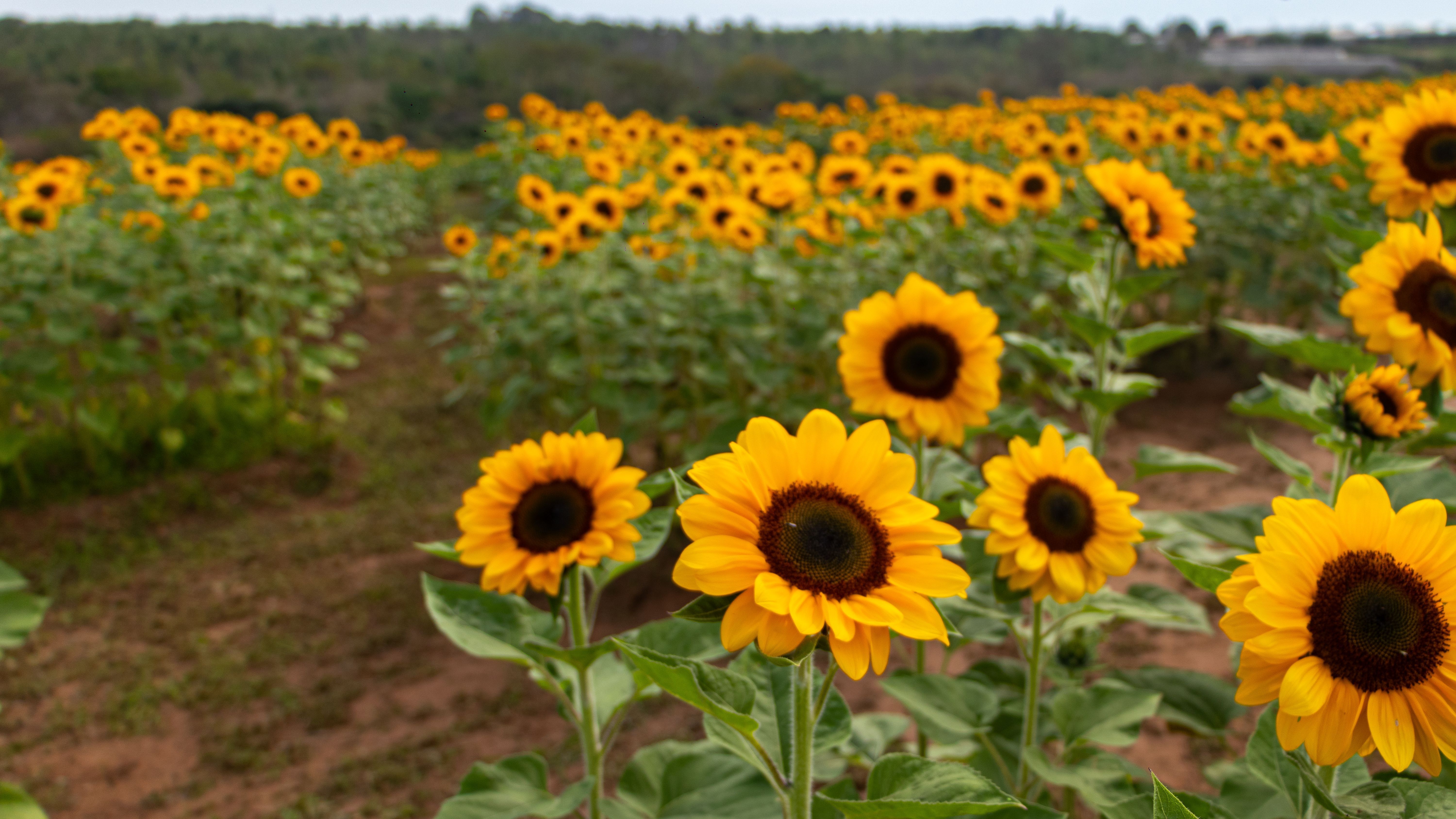 Campo de girassóis é uma das atrações pagas à parte que podem ser visitadas em Holambra durante a temporada • Divulgação