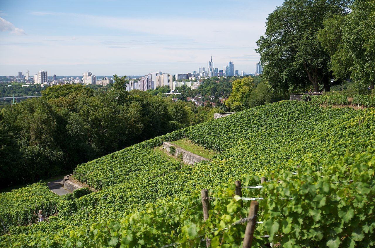 A colina Lohrberg abriga o único vinhedo na cidade de Frankfurt • Lostinbass/Wikimedia Commons/CC BY 3.0