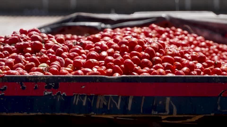 Organização diz que tomates usados na guerra são impróprios para o consumo • Reuters