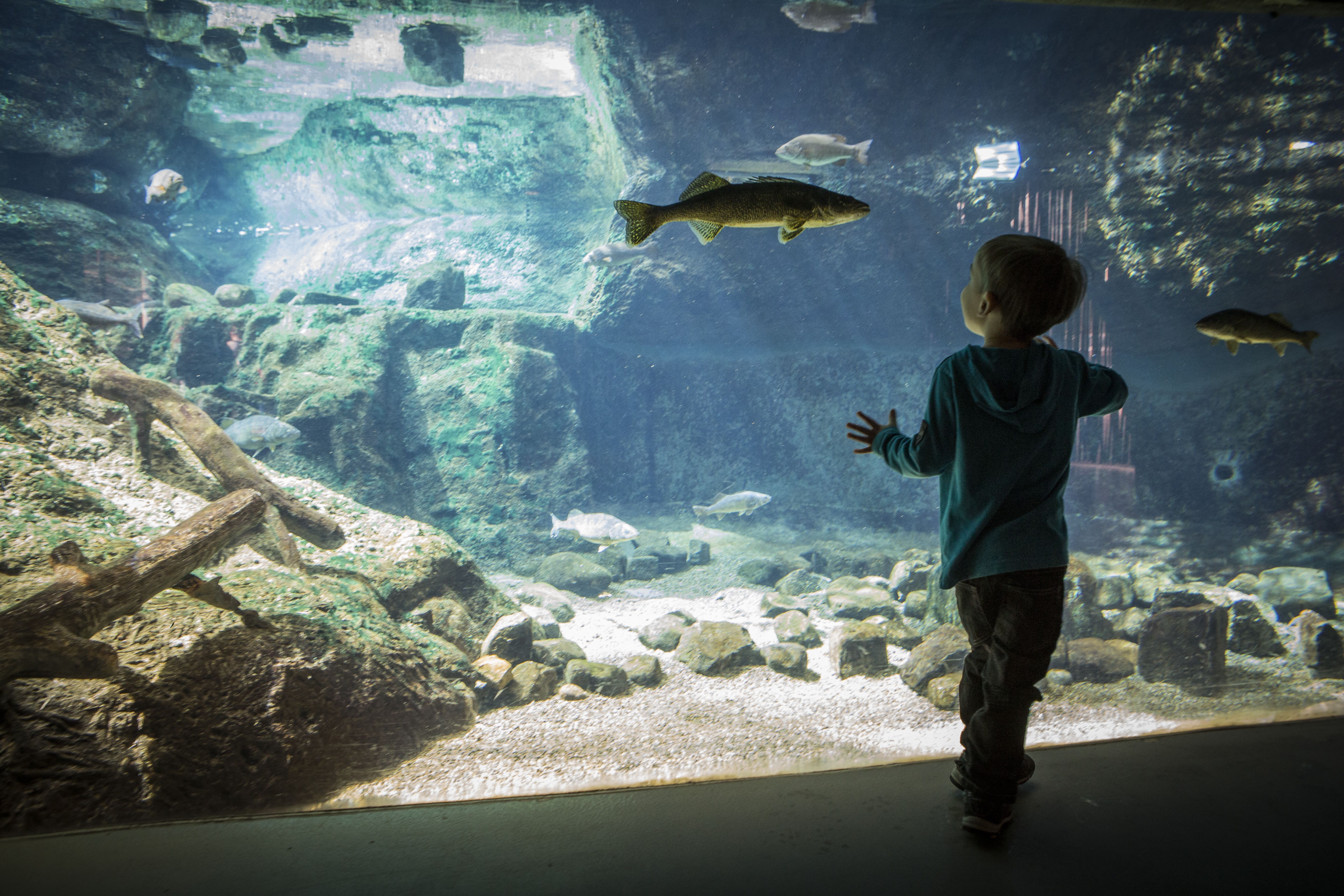 O Biodôme conta com mais de 2.500 animais de cerca de 150 espécies • Espace pour la vie/Mathieu Rivard