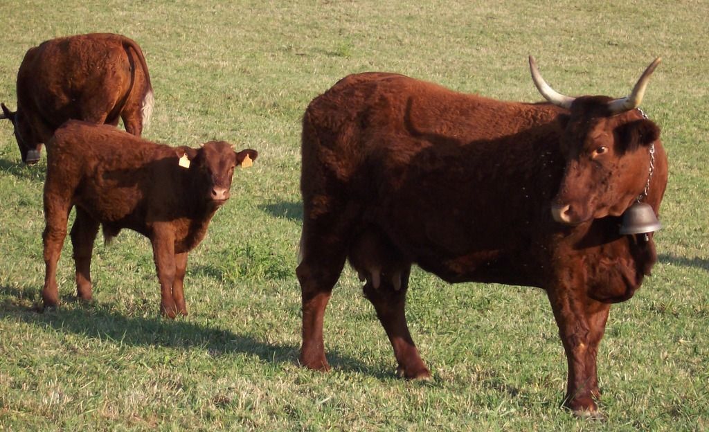 Devido às mudanças climáticas, as vacas leiteiras têm menos pasto para se alimentar • B.navez - Cantal (France)/Wikimedia Commons/CC BY-SA 3.0