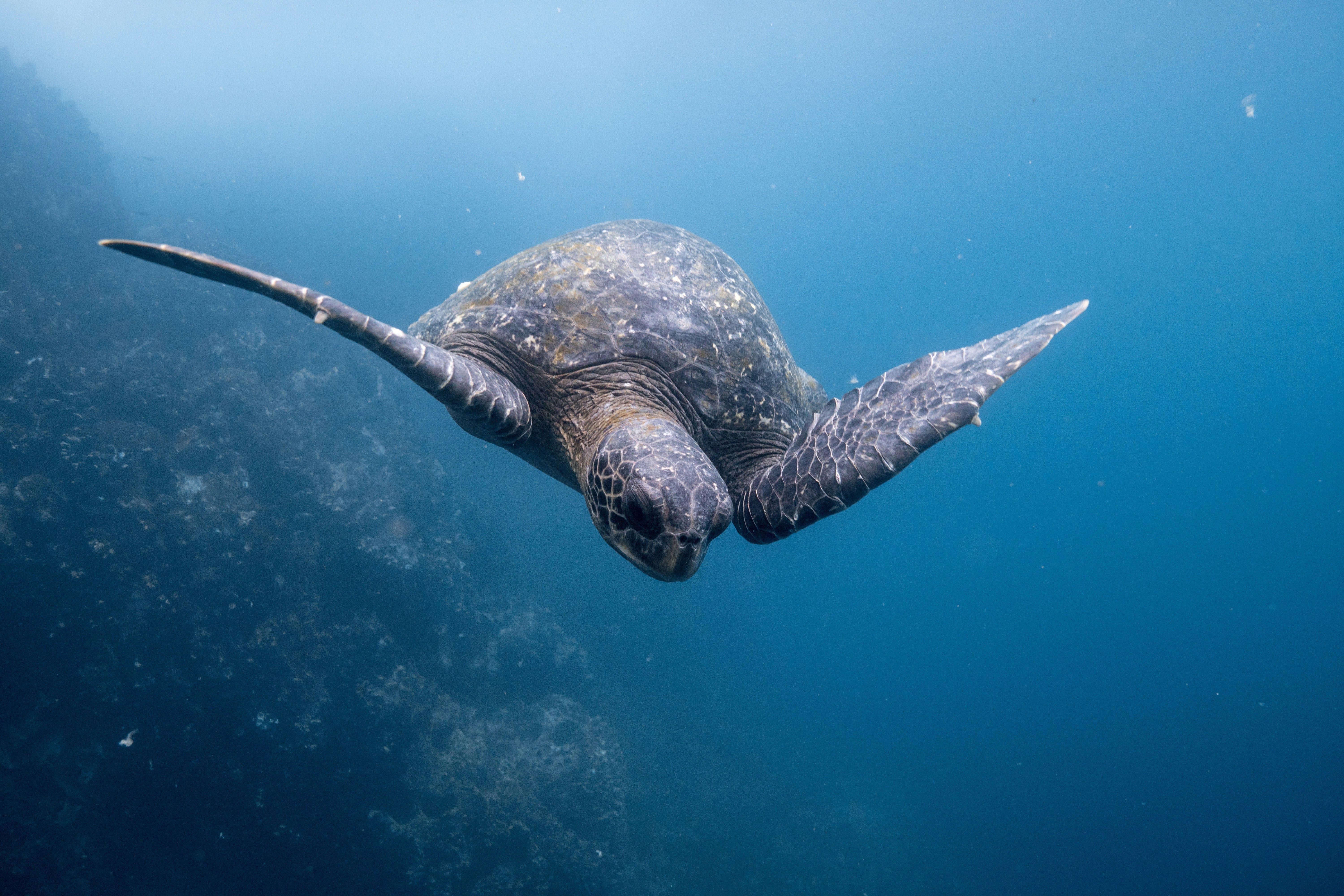Ilhas Galápagos são famosas pela diversidade de animais • Dustin Haney/Unsplash