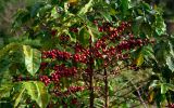 Brasil é o maior produtor e exportador de café do mundo