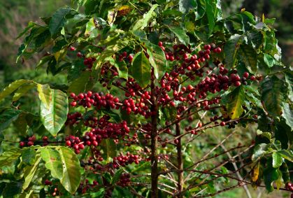 Brasil é o maior produtor e exportador de café do mundo
